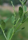 Euclidium syriacum