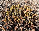 Sedum acre