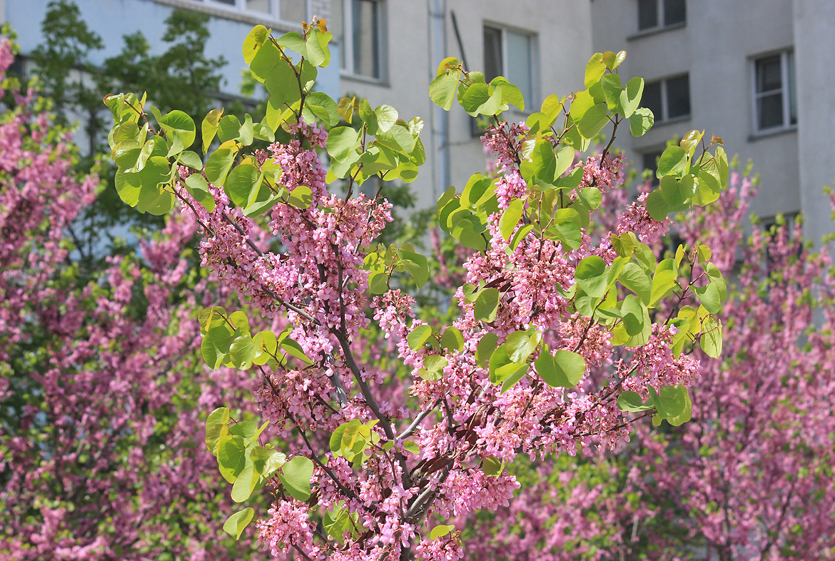 Изображение особи Cercis siliquastrum.