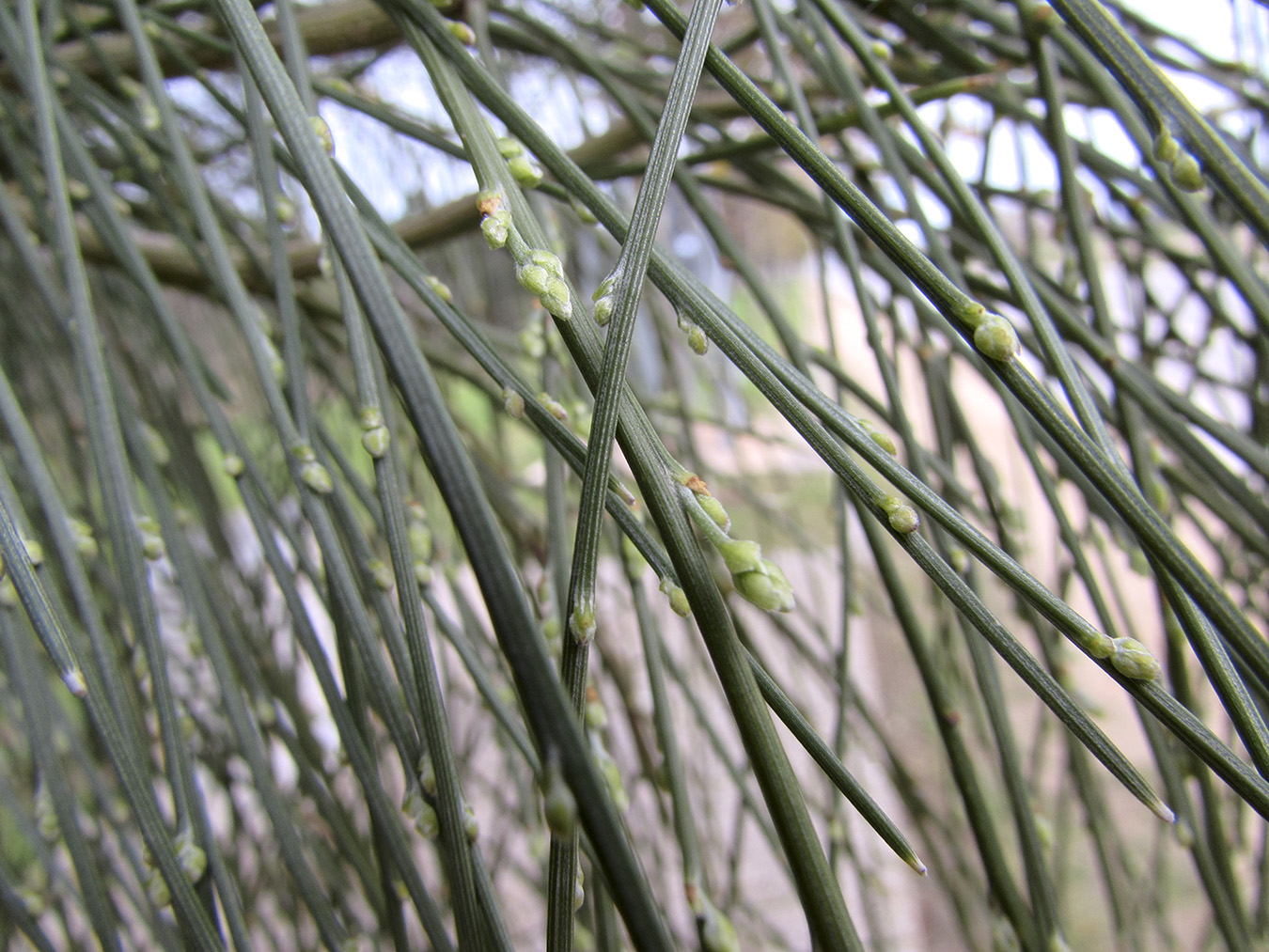 Image of Retama monosperma specimen.