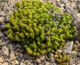 Sedum acre