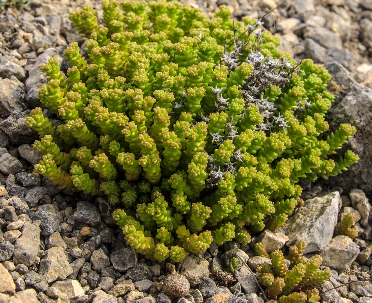 Image of Sedum acre specimen.