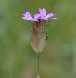 Petrorhagia prolifera