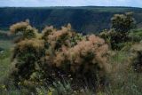 Cotinus coggygria. Плодоносящее растение. Молдавия, долина реки Реут в окрестностях села Требужены. 22.06.2008.