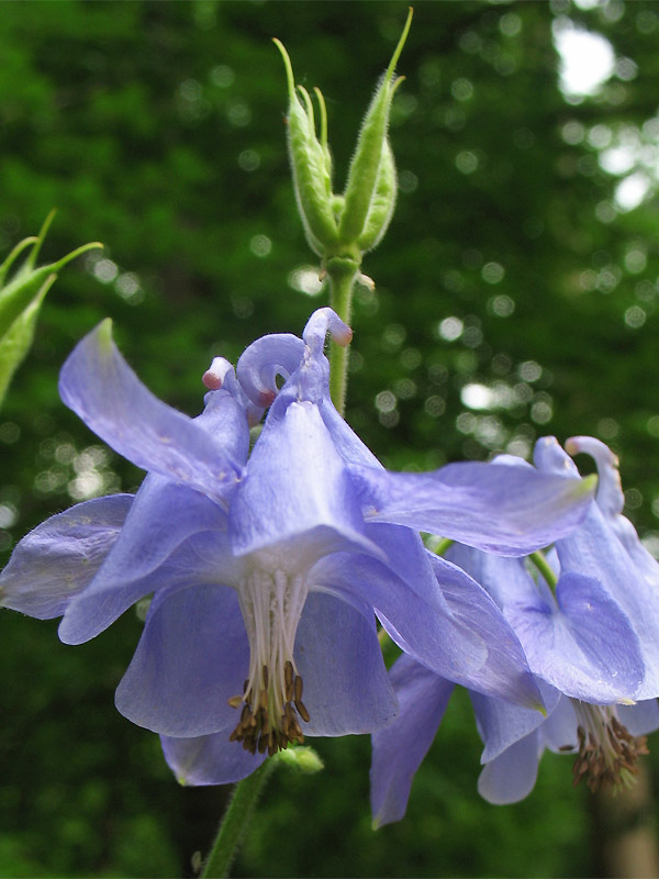 Image of Aquilegia vulgaris specimen.