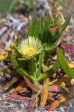 Carpobrotus edulis