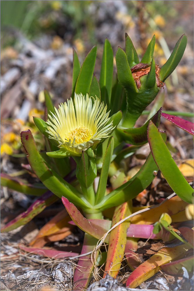 Image of Carpobrotus edulis specimen.