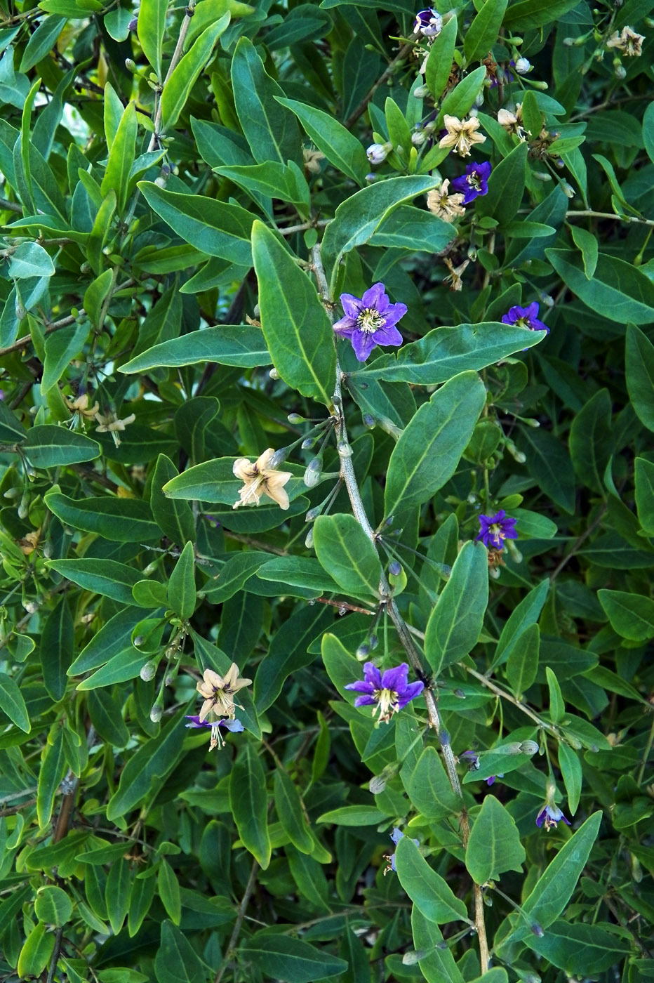 Image of Lycium barbarum specimen.