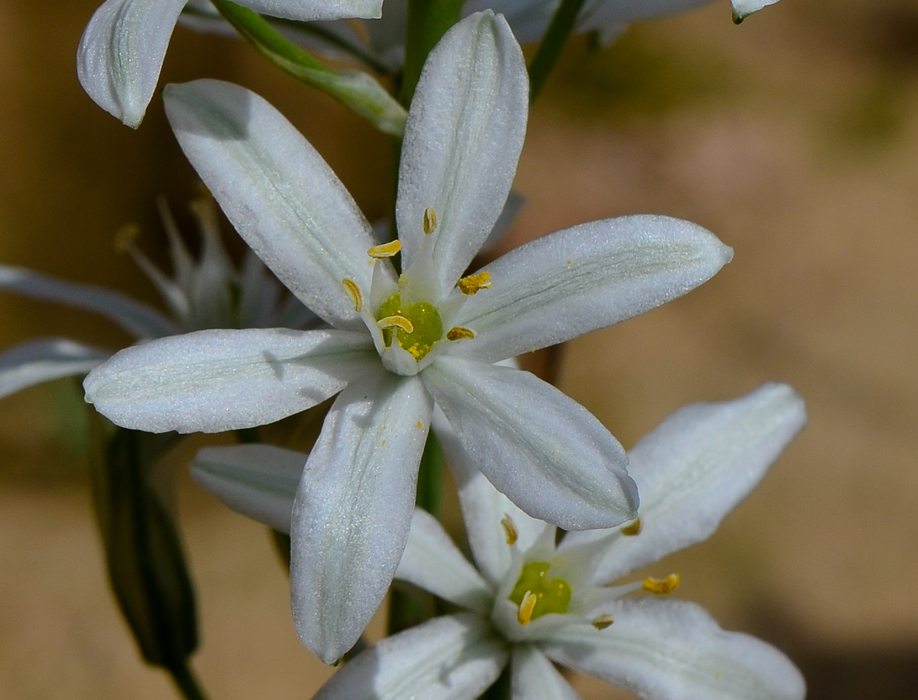 Image of Ornithogalum narbonense specimen.