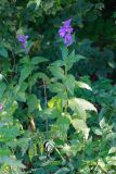 Campanula latifolia