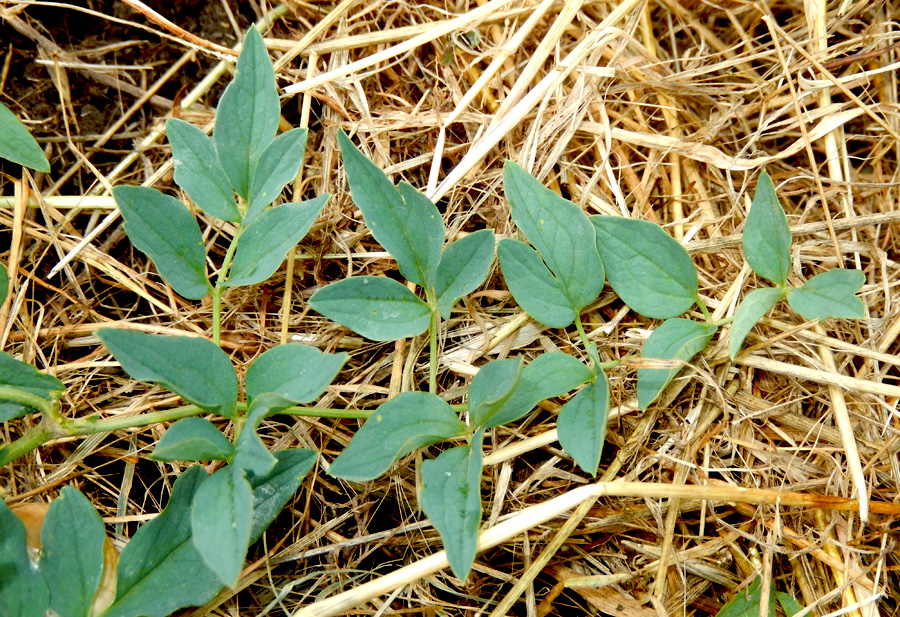 Image of Clematis lathyrifolia specimen.