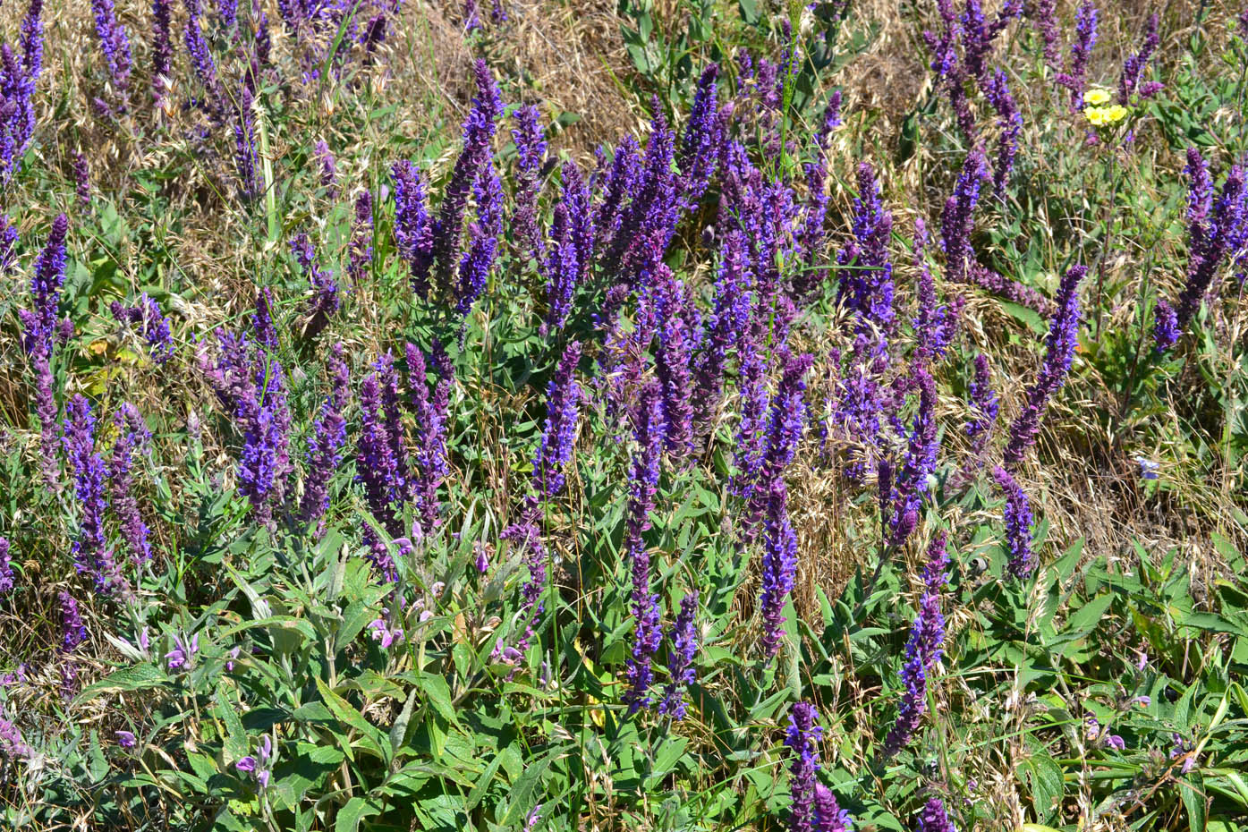 Изображение особи Salvia tesquicola.