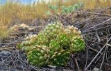 Orostachys spinosa