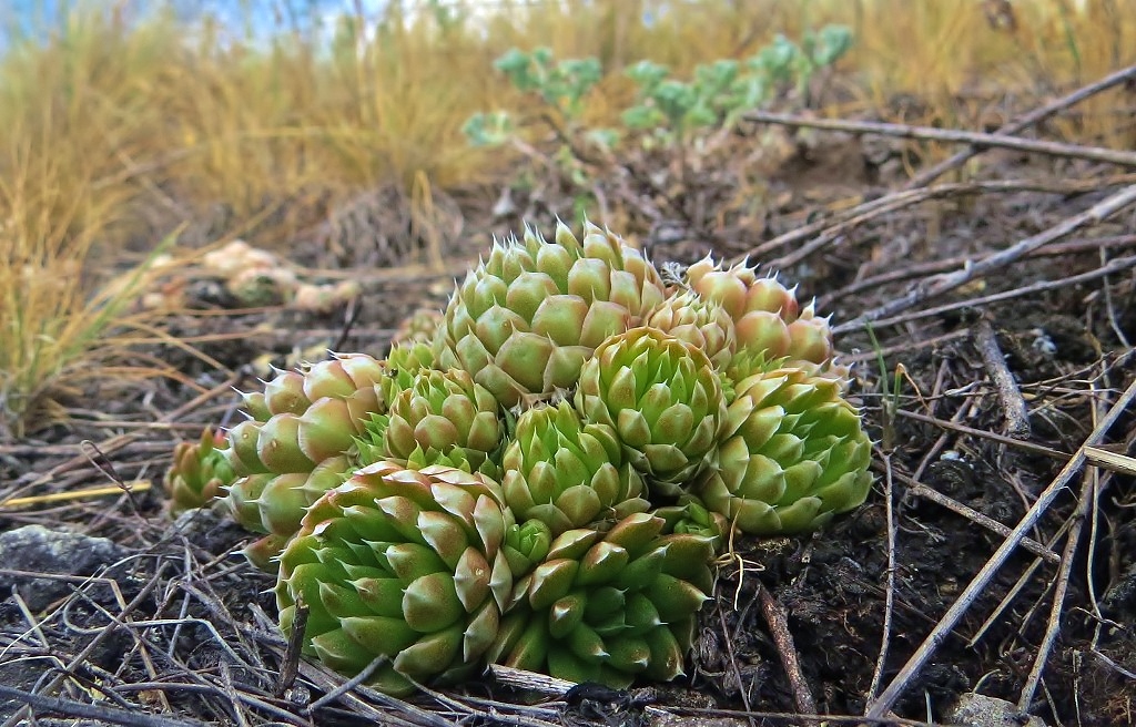 Изображение особи Orostachys spinosa.