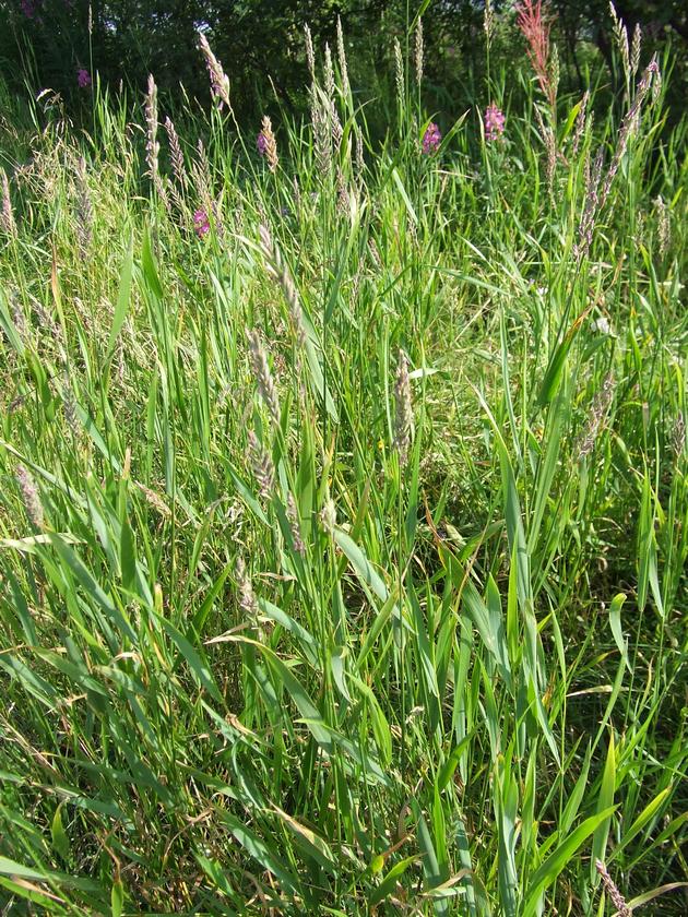 Image of Elytrigia repens specimen.