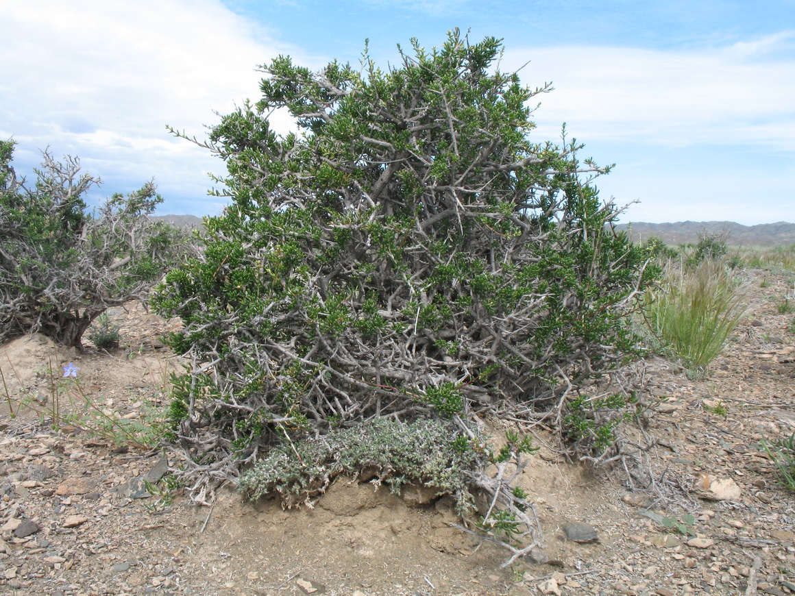 Image of Salsola arbusculiformis specimen.