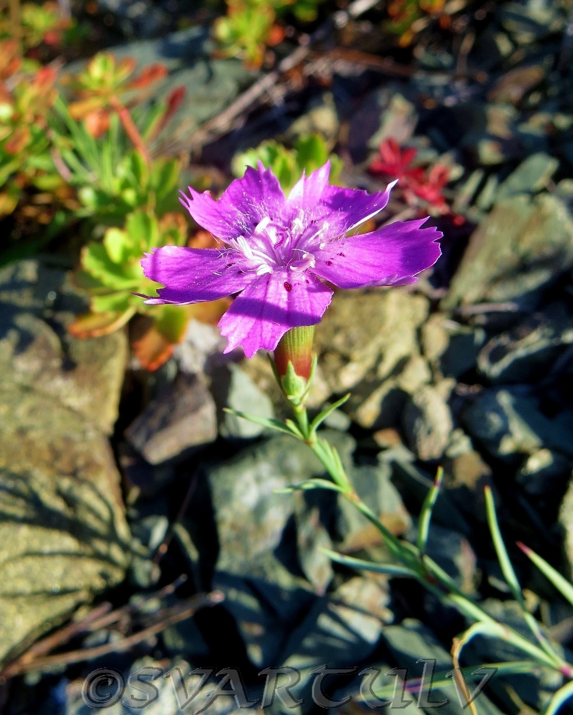 Изображение особи Dianthus versicolor.