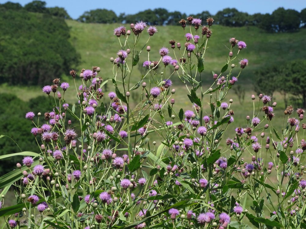 Image of Cirsium setosum specimen.