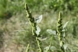 Amaranthus retroflexus