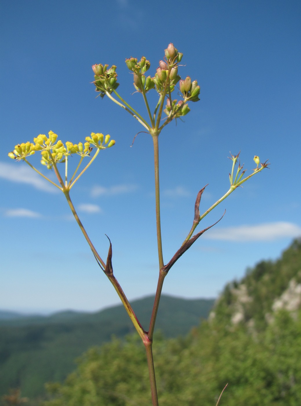 Image of Peucedanum longifolium specimen.