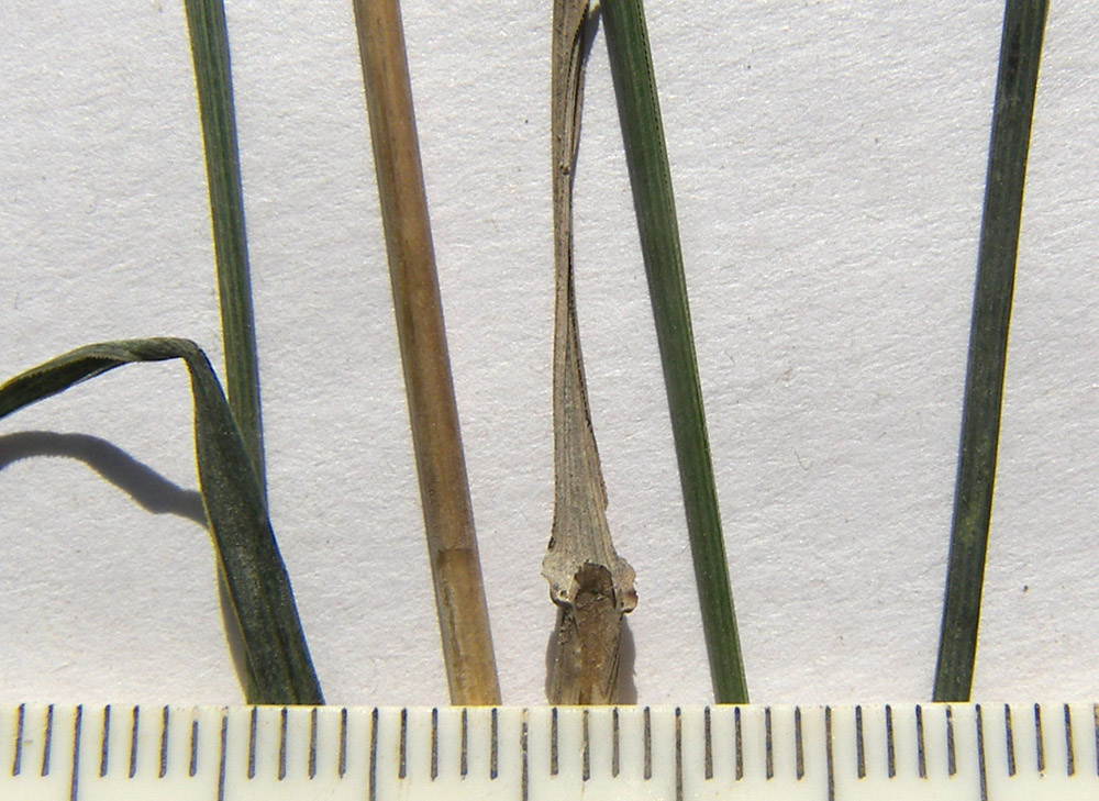 Image of Phleum tzvelevii specimen.