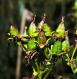 Hypericum maculatum