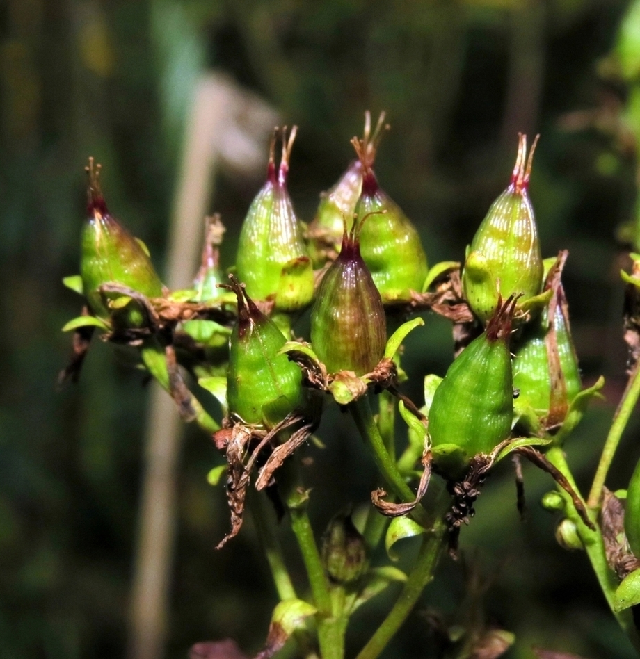 Image of Hypericum maculatum specimen.