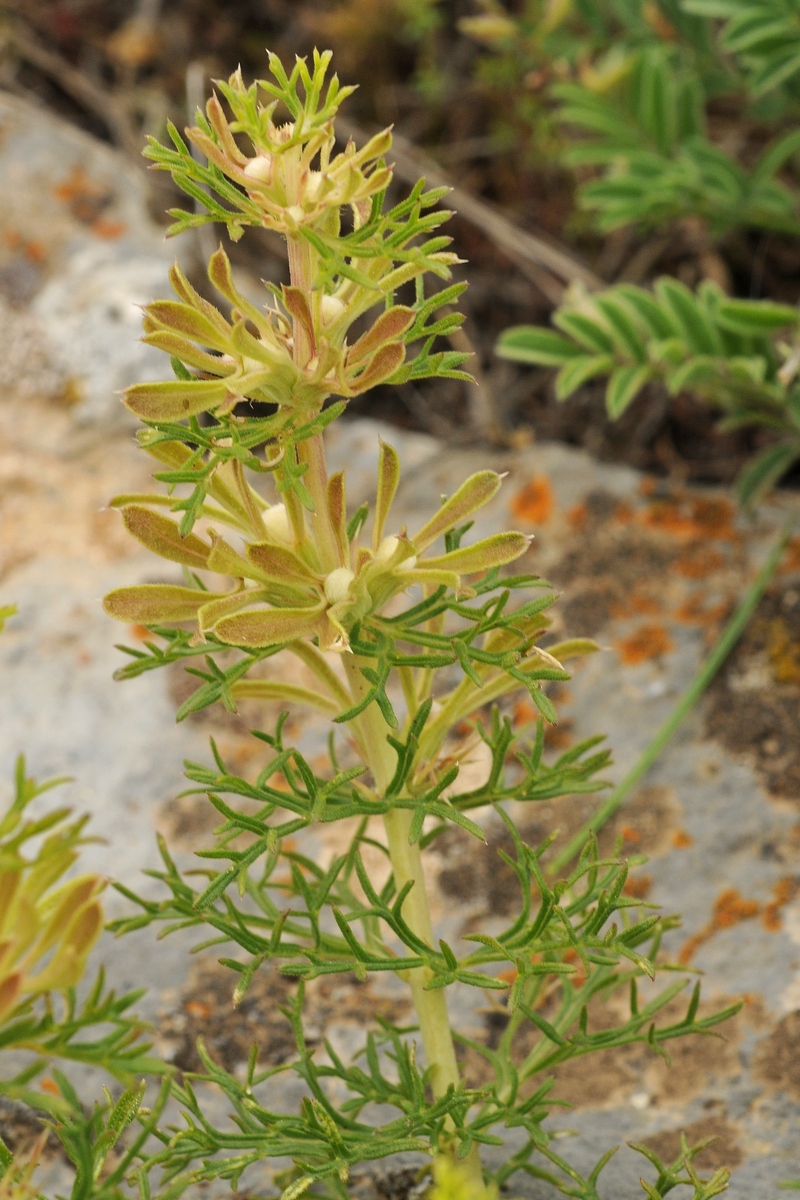 Image of Lagochilus knorringianus specimen.