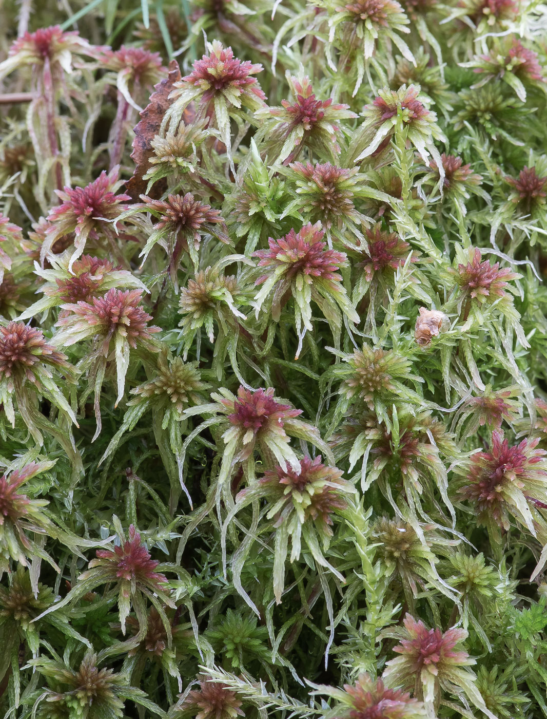 Изображение особи Sphagnum russowii.