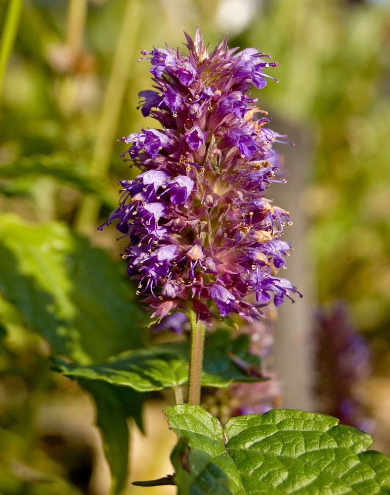 Image of Agastache foeniculum specimen.