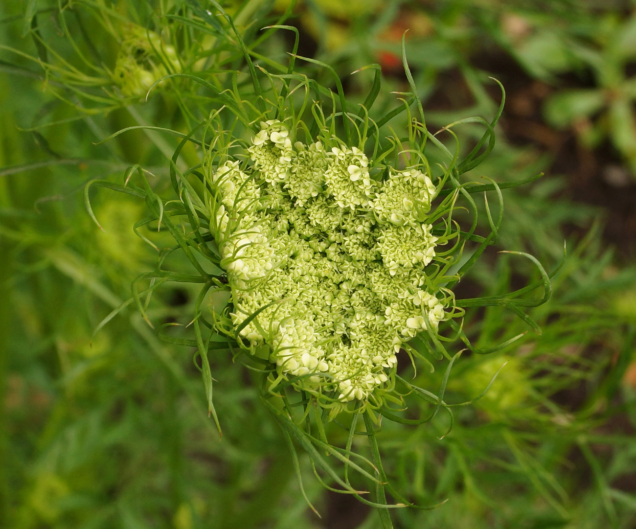 Image of Daucus sativus specimen.