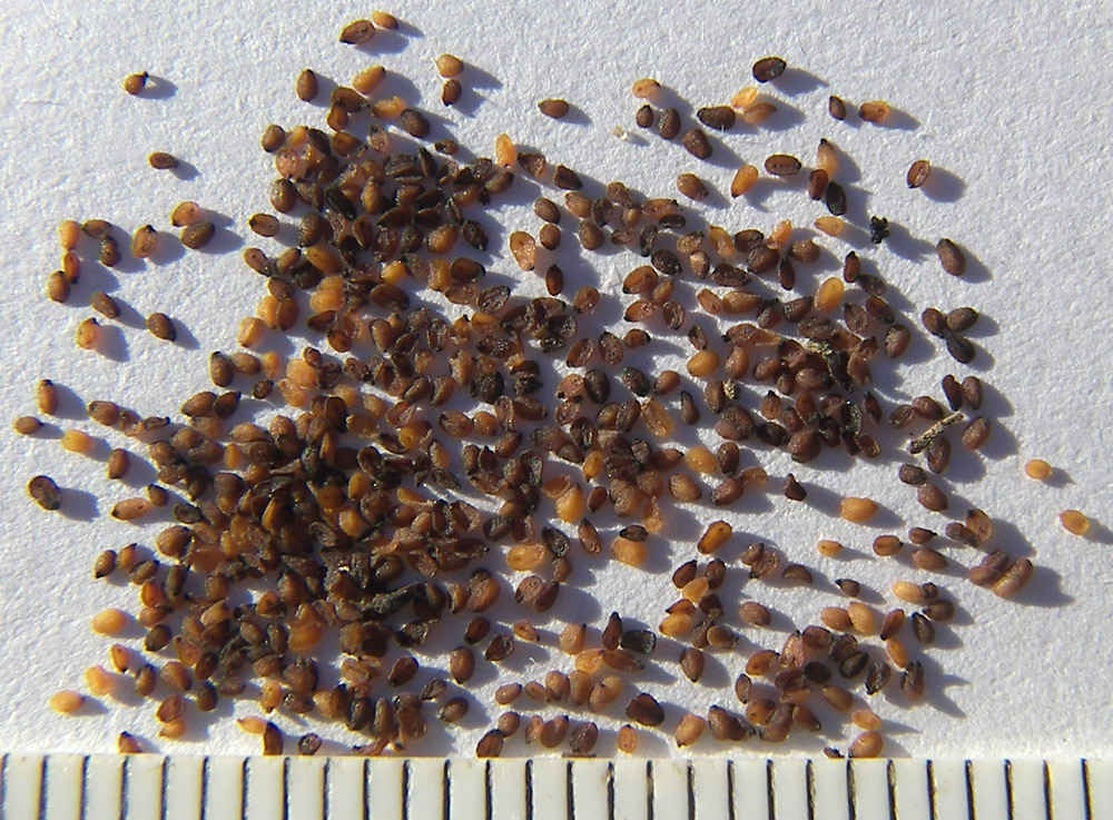 Image of Veronica longifolia specimen.