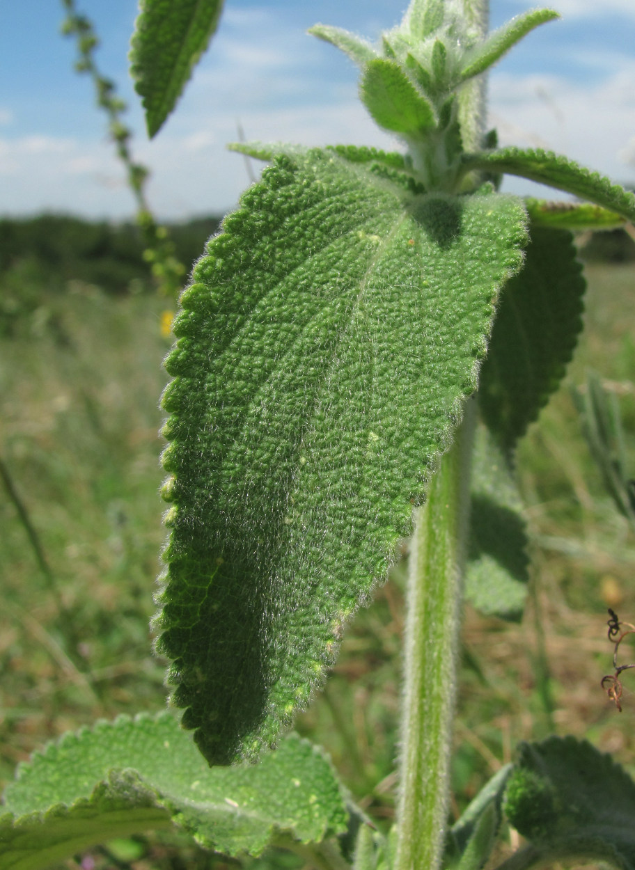 Изображение особи Stachys germanica.