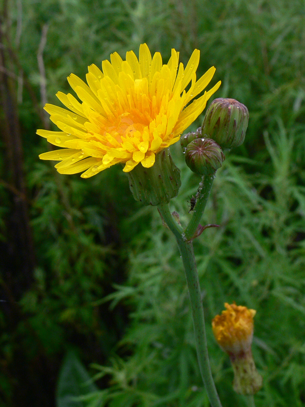 Image of Sonchus arvensis specimen.