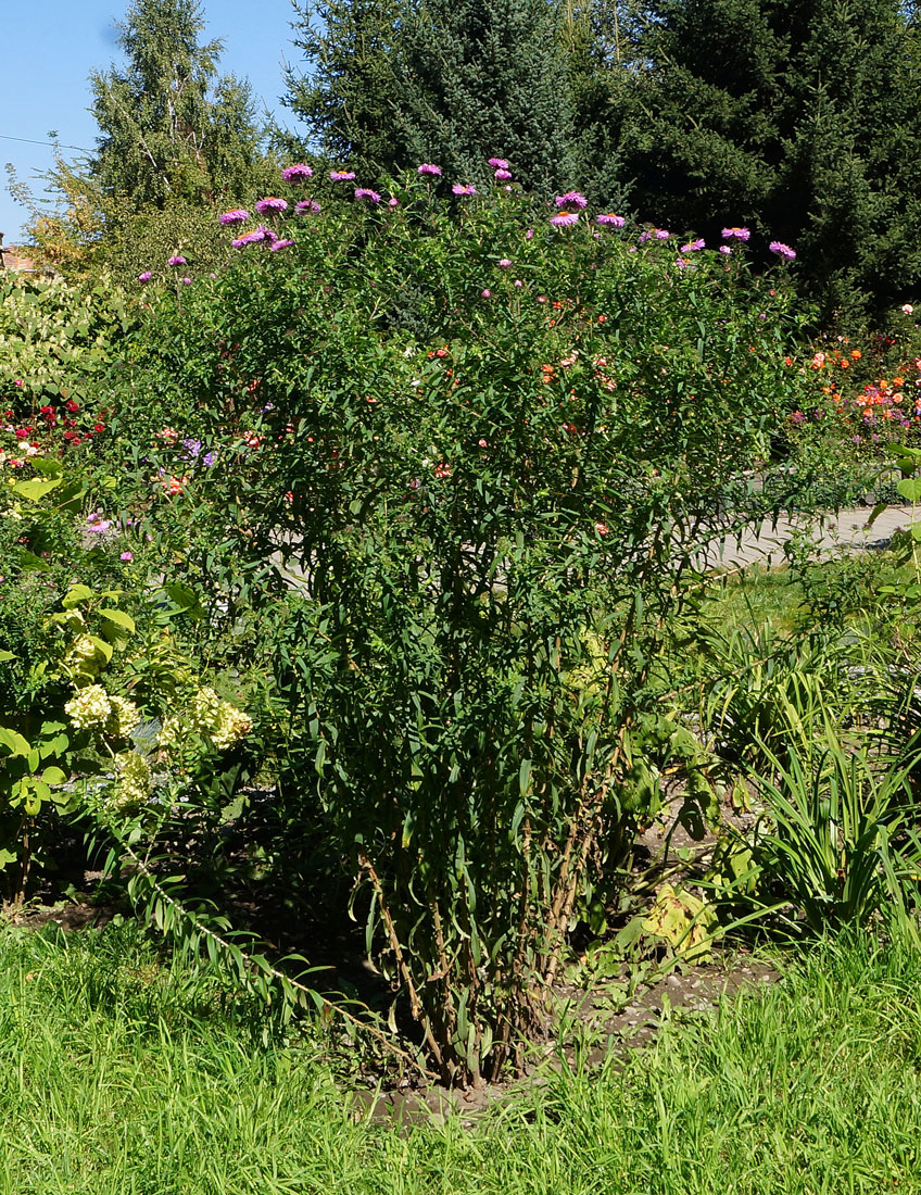 Image of Symphyotrichum novae-angliae specimen.