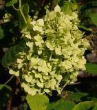 Hydrangea arborescens