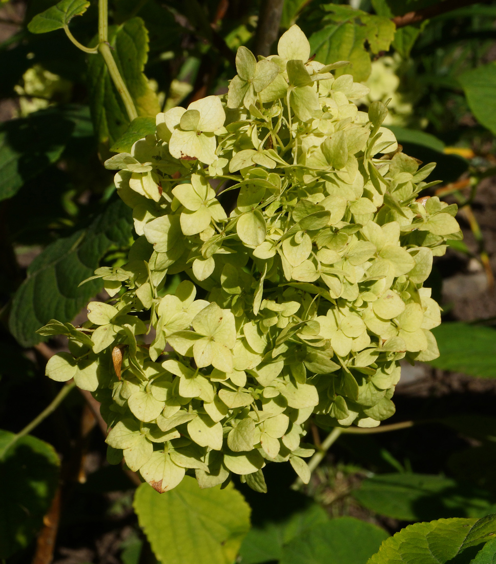 Изображение особи Hydrangea arborescens.