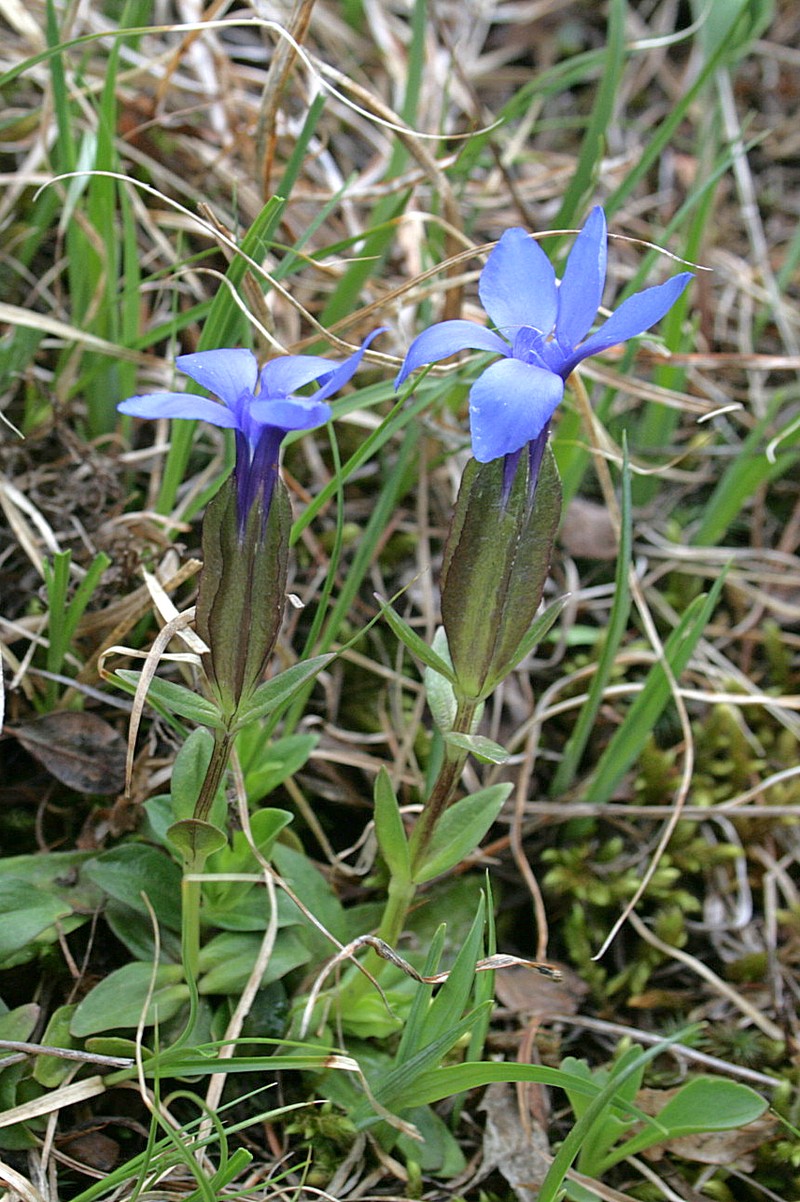 Изображение особи Gentiana uniflora.