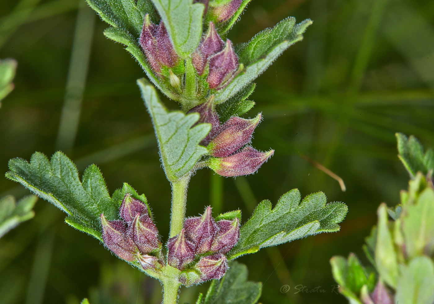 Image of Teucrium chamaedrys specimen.
