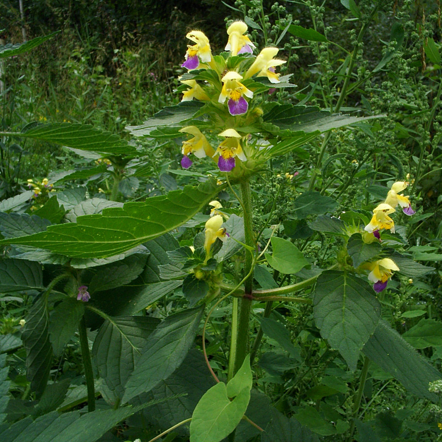 Image of Galeopsis speciosa specimen.