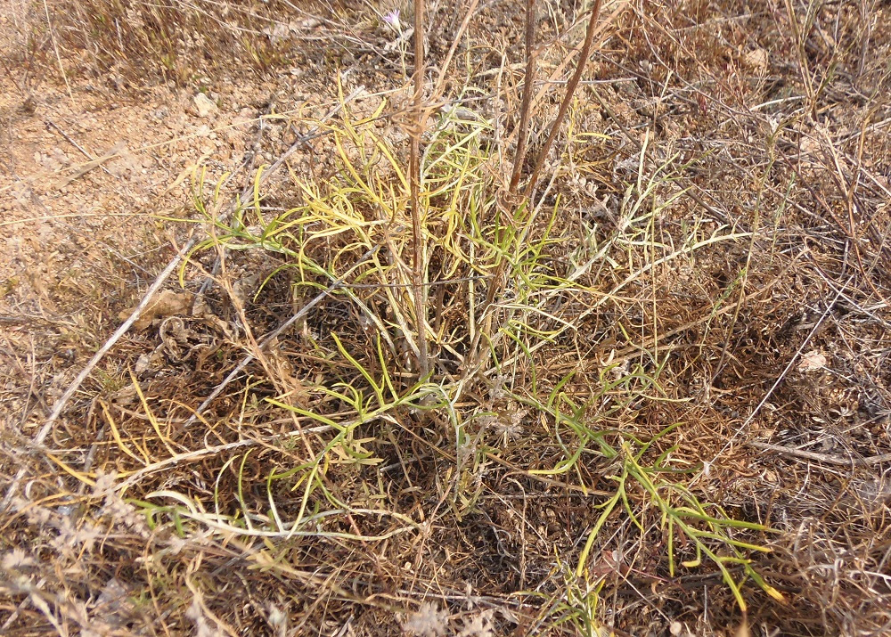 Image of Jurinea granitica specimen.