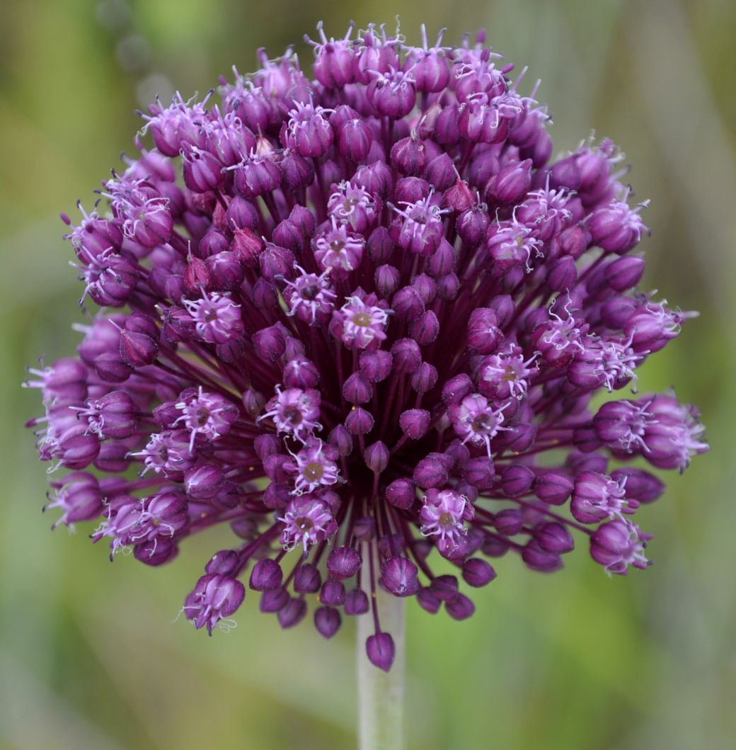 Изображение особи Allium ampeloprasum.