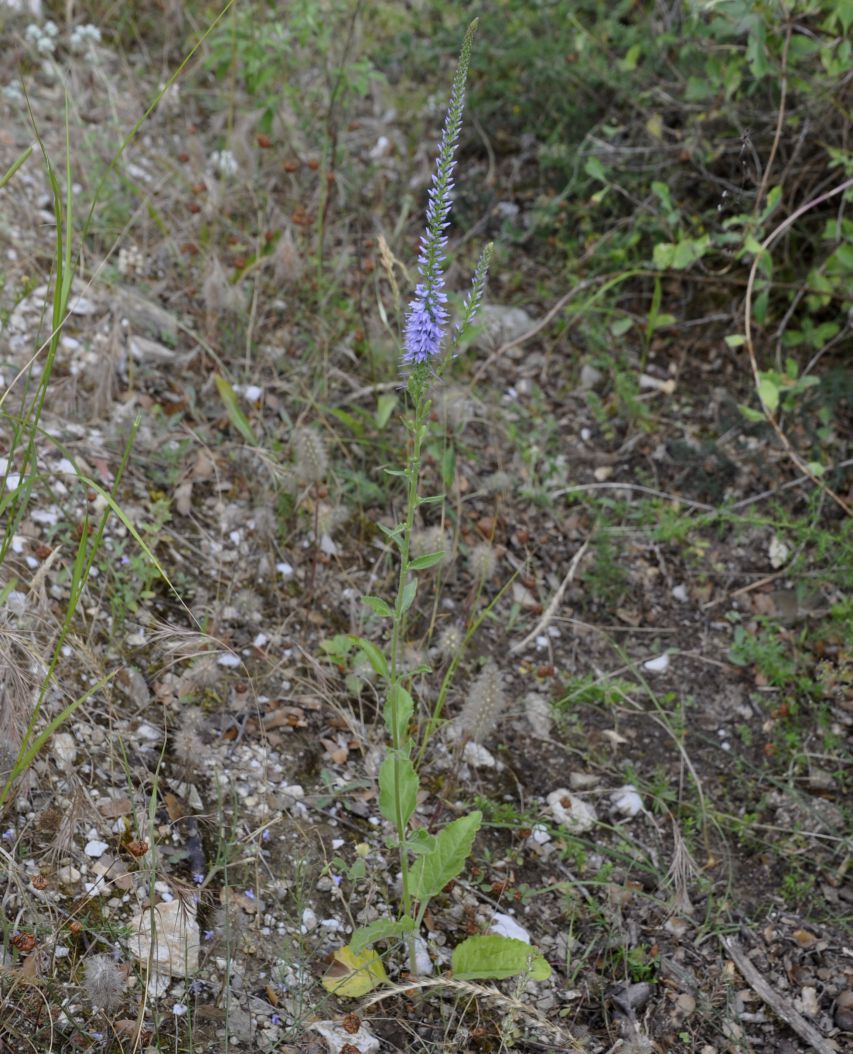 Image of Veronica barrelieri specimen.