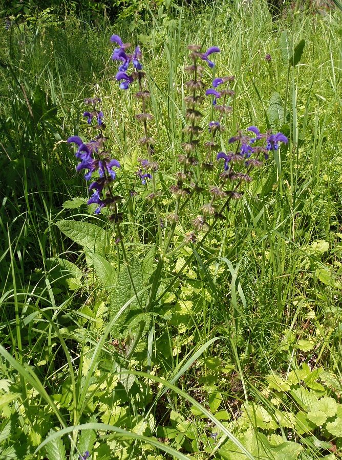 Image of Salvia stepposa specimen.