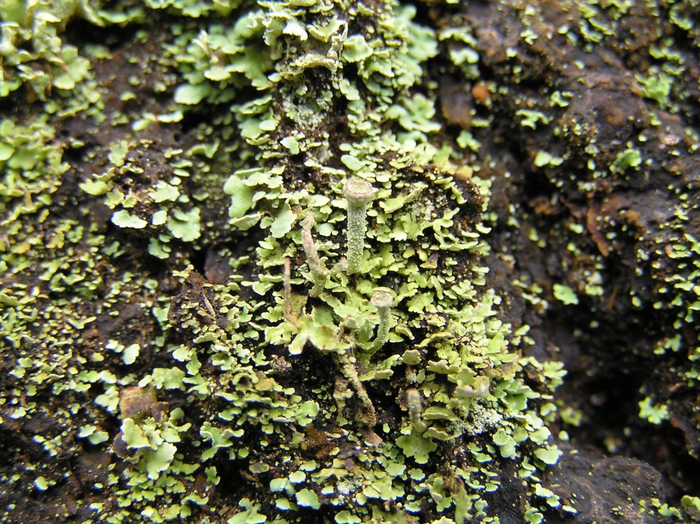 Изображение особи род Cladonia.