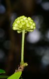 Calliandra haematocephala. Бутонизирующее соцветие. Таиланд, о-в Пхукет, ботанический сад. 16.01.2017.