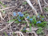 Scilla siberica