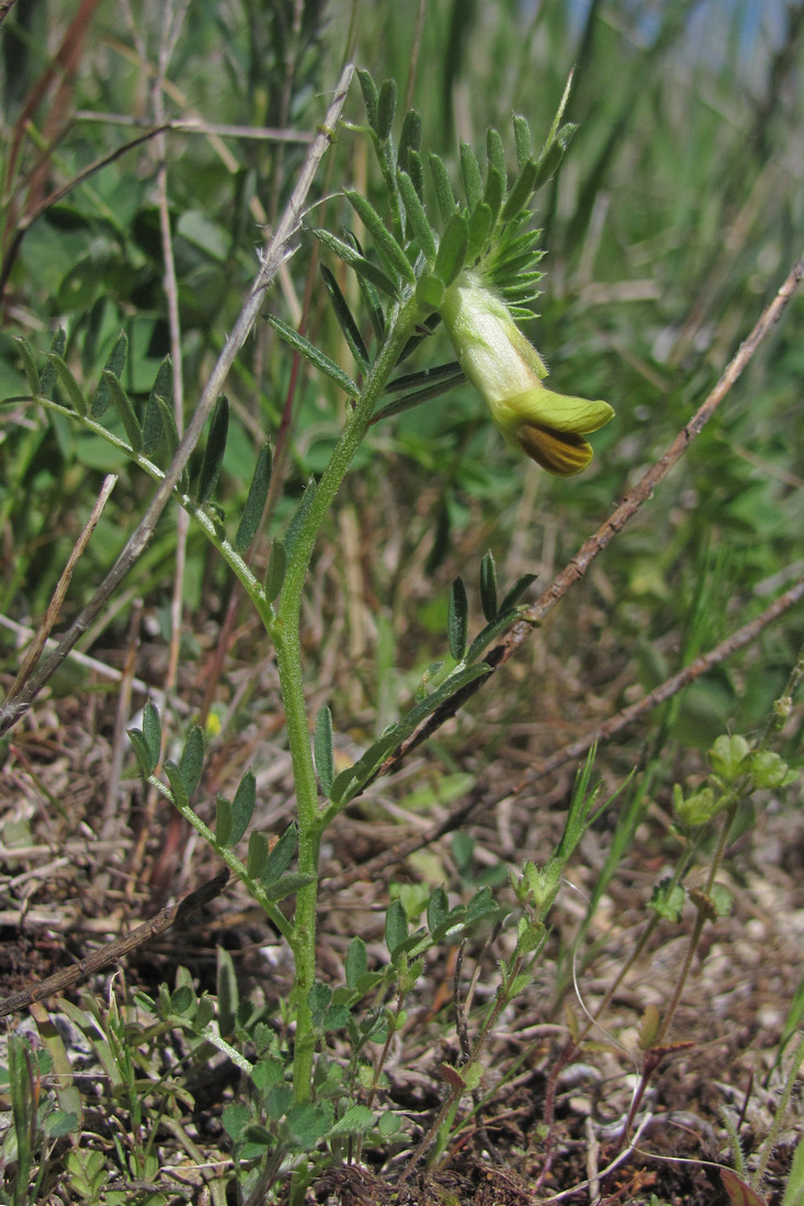 Image of Vicia anatolica specimen.