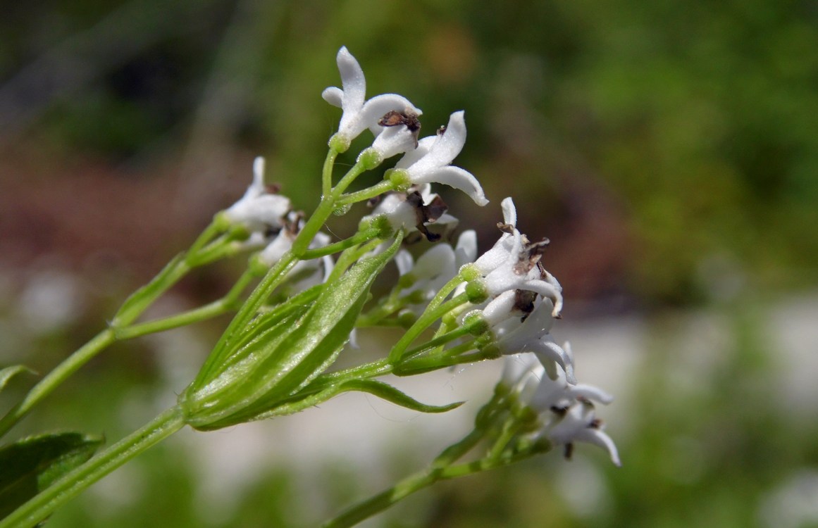 Image of Galium odoratum specimen.