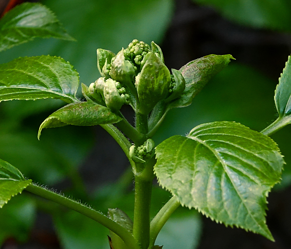 Image of Hydrangea petiolaris specimen.